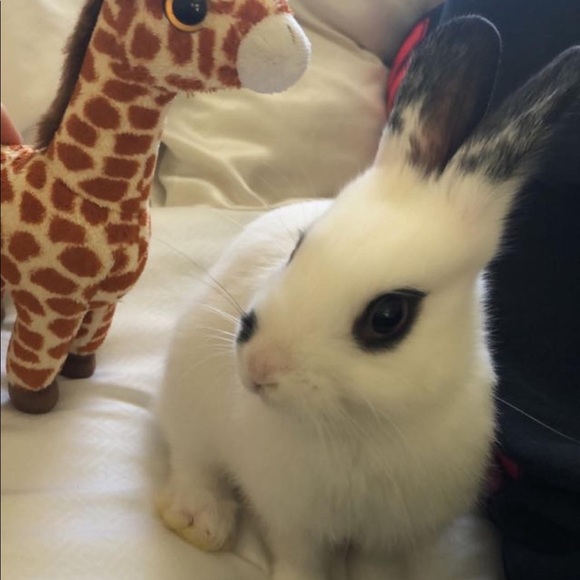 Meet your Posher, Pia - Picture 3 of 5